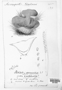 Aleuria aurantia image